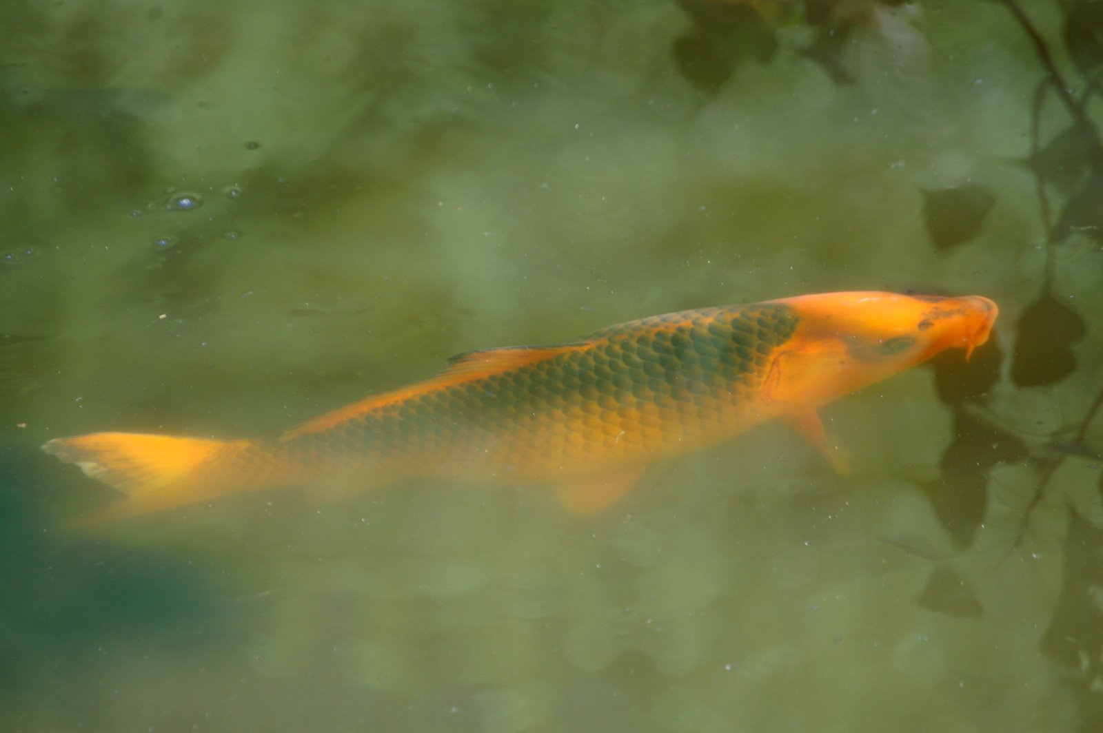 Si riesce a identificare? Temolo russo
